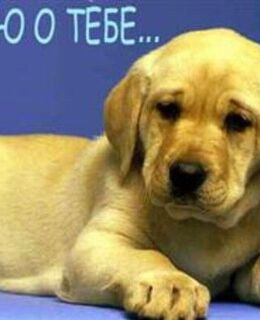 Абдулло Абдуллоев